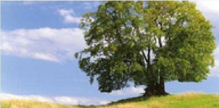 Un árbol de copa amplia, imagen del Ciclo Existencial