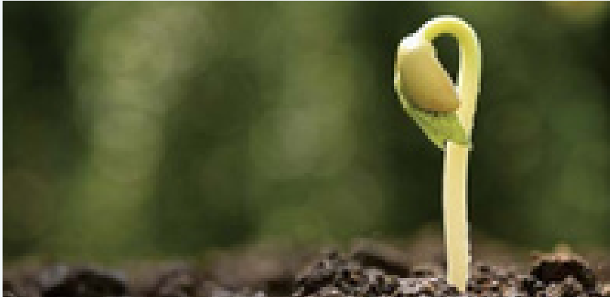 Un brote germinado, imagen del Ciclo Fundamental
