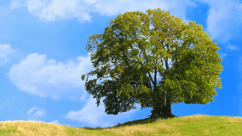 El árbol del método Caycedo